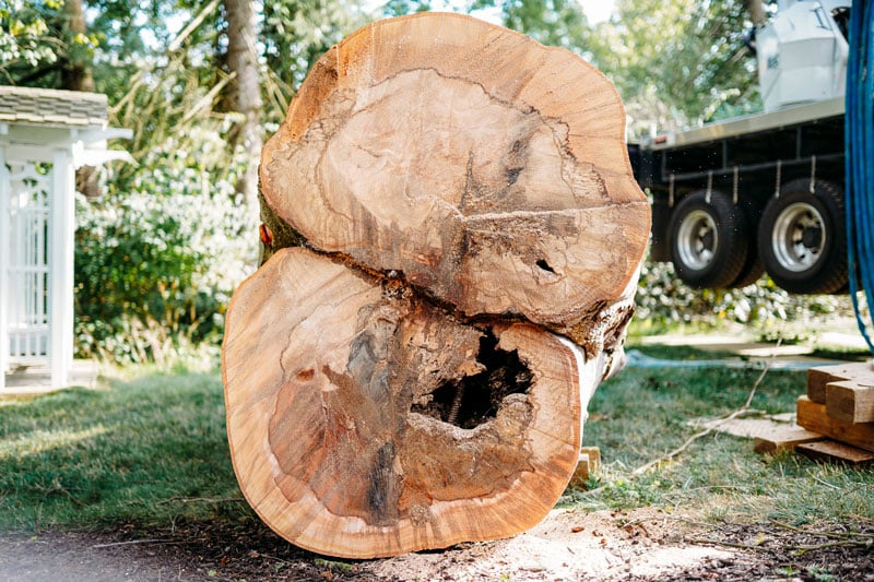 CVL_Tree-Trunk_2